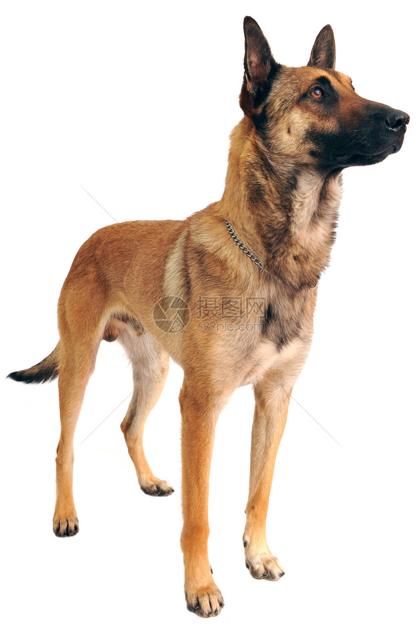 马里警犬宠物犬类牧羊人动物工作室棕色警觉图片