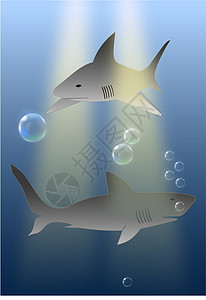 鲨鱼     海洋捕食动物背景图片