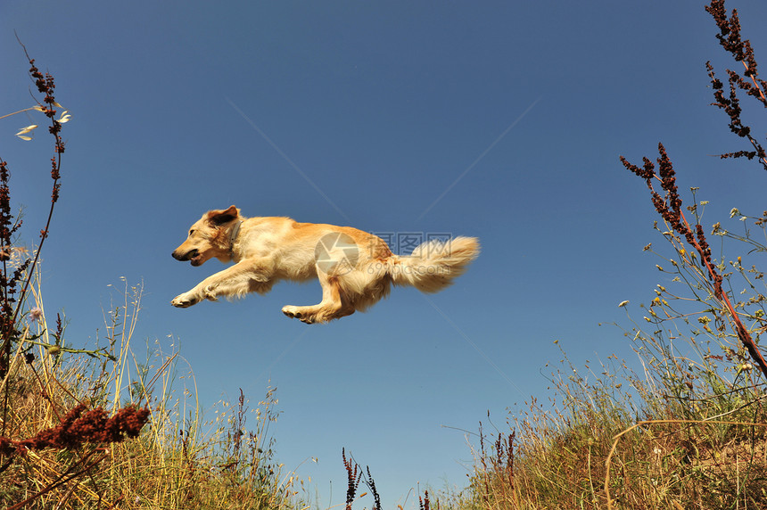 跳跳狗犬类宠物金子锻炼训练蓝色草地猎狗天空运动图片