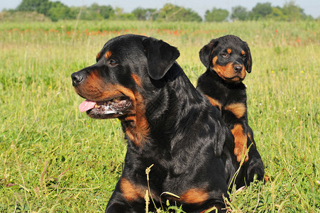 和小狗狗小狗宠物犬类场地女性动物草地黑色哺乳动物警卫背景图片