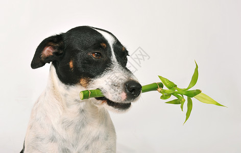 旺财狗素材十六千植物竹子宠物犬类财竹白色工作室动物环境背景