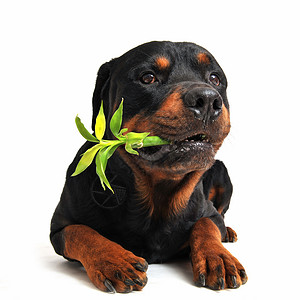 金猪纳财罗威纳犬和幸运竹植物绿色宠物动物竹子犬类黑色工作室财竹纳犬背景