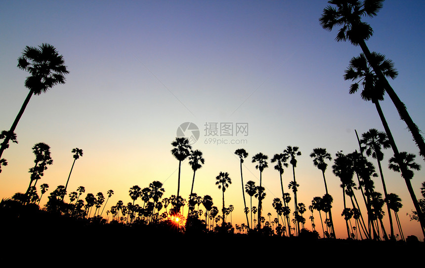 日落时的棕榈树椰子橙子海岸天堂棕榈珊瑚风景娱乐情调旅行图片