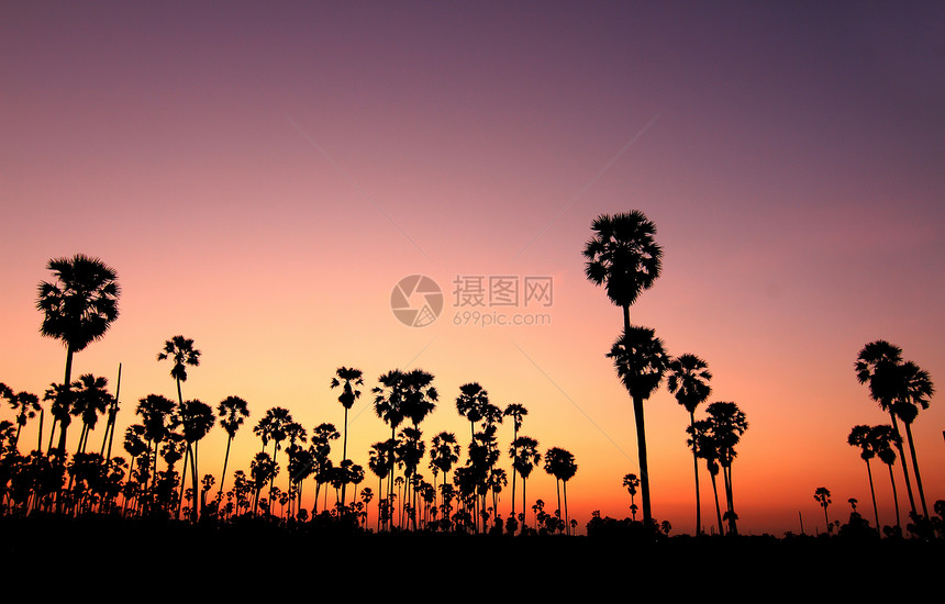 日落时的棕榈树异国天空天堂旅行椰子情调海岸娱乐假期橙子图片