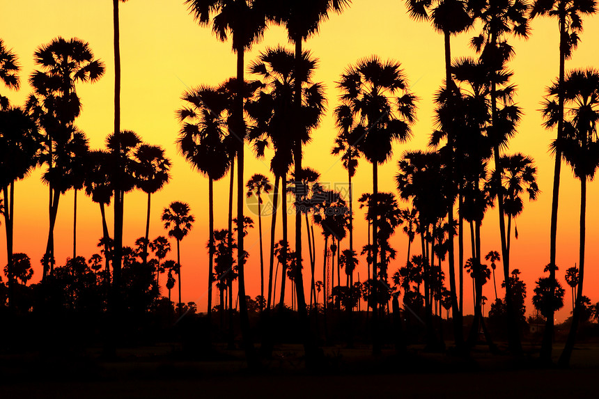 日落时的棕榈树椰子假期天堂橙子珊瑚热带棕榈娱乐旅行情调图片