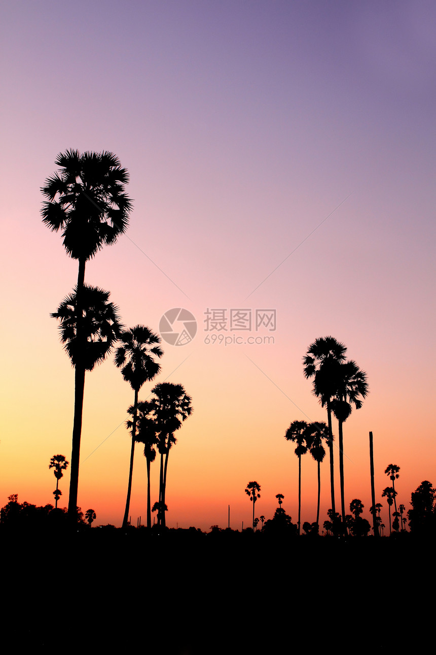 日落时的棕榈树热带异国天空珊瑚风景情调假期海岸支撑天堂图片