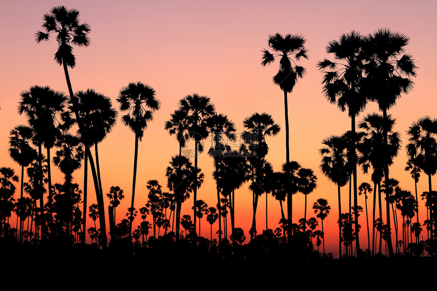 日落时的棕榈树棕榈旅行海岸珊瑚天空娱乐异国天堂支撑风景图片
