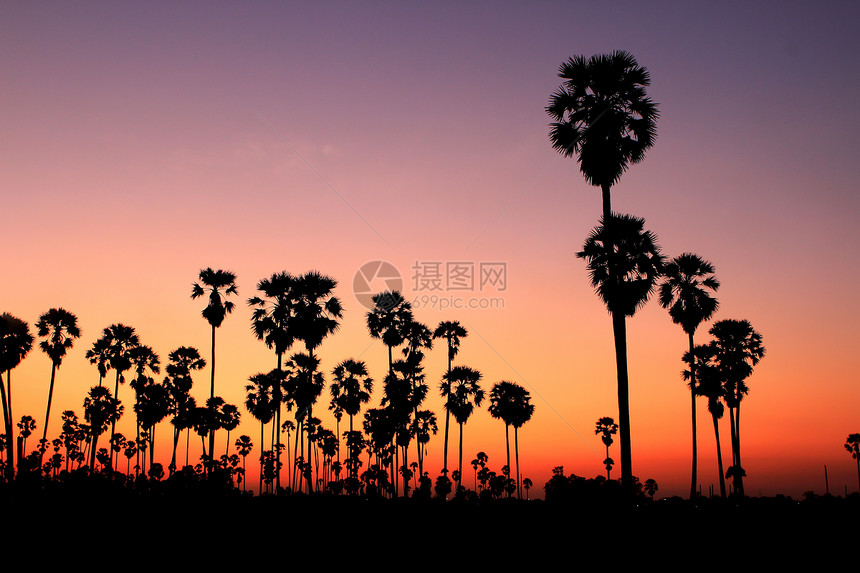 日落时的棕榈树天空热带情调海岸天堂异国风景珊瑚棕榈椰子图片