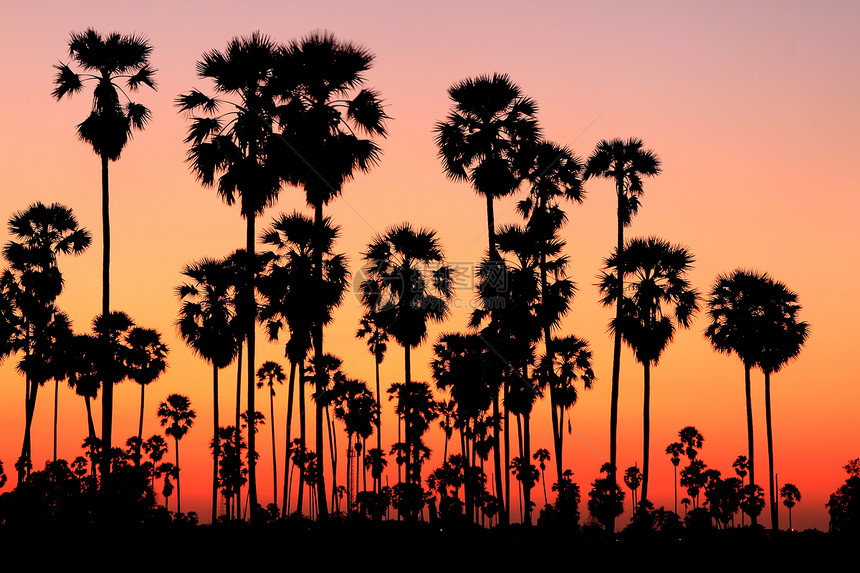 日落时的棕榈树旅行橙子风景珊瑚异国娱乐棕榈天堂天空情调图片