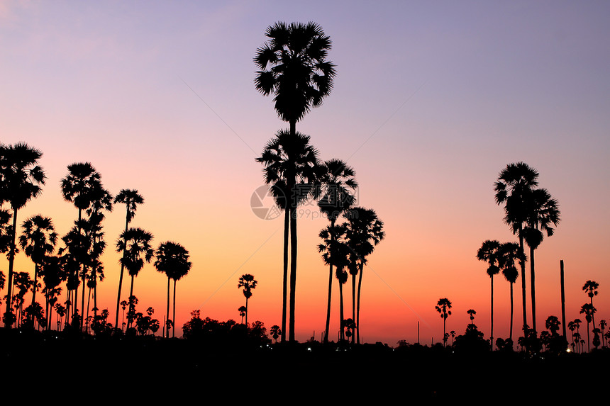 日落时的棕榈树椰子风景热带情调娱乐假期棕榈天堂海岸旅行图片