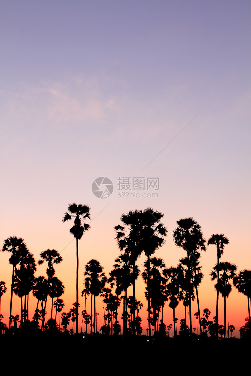 日落时的棕榈树椰子异国天空天堂海岸娱乐风景支撑棕榈情调图片