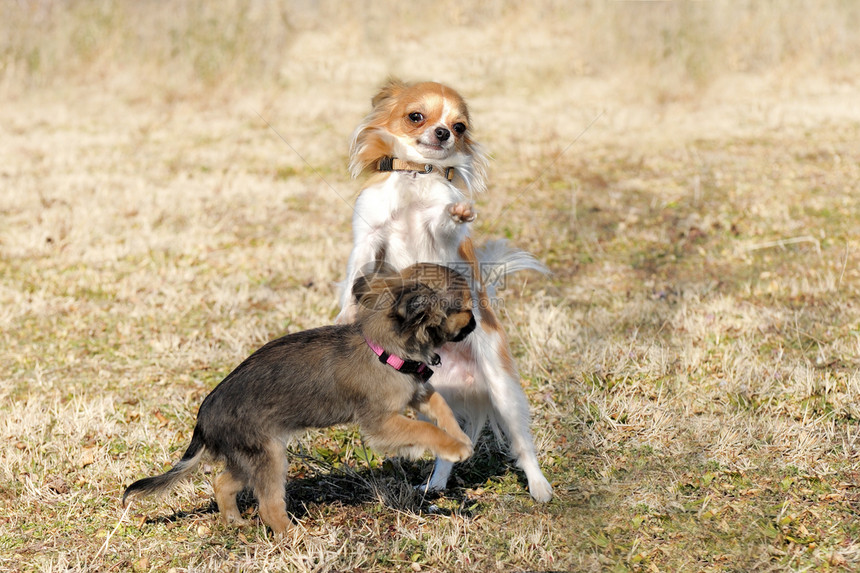 玩小狗吉娃娃场地动物犬类宠物棕色伴侣白色图片