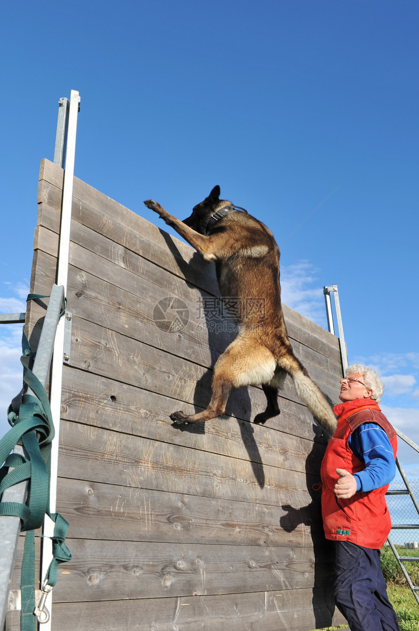 训练警犬运动警察男人棕色跳跃戒指蓝色伴侣天空夹带图片