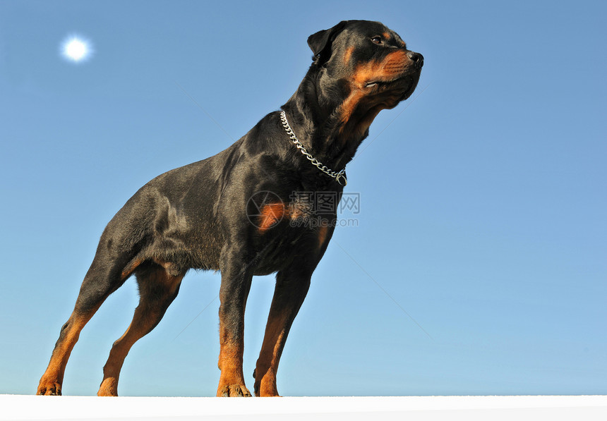 罗威纳犬伴侣警觉纳犬衣领宠物犬类蓝色天空黑色动物图片