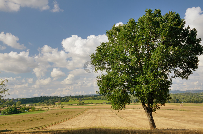 孤独的树环境地平线天际国家草原蓝色农业农田场地天空图片