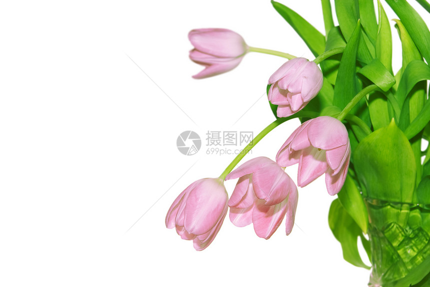 红色新郁金香花束花店花瓣礼物紫色宏观乐趣花朵树叶多样性图片