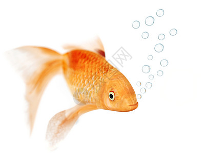 鱼吐泡泡金鱼和泡泡液体重力金子尾巴气泡宏观宠物勘探潜水运动背景