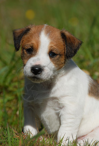 小小狗 胡萝卜场地花园伴侣棕色动物白色婴儿犬类宠物高清图片