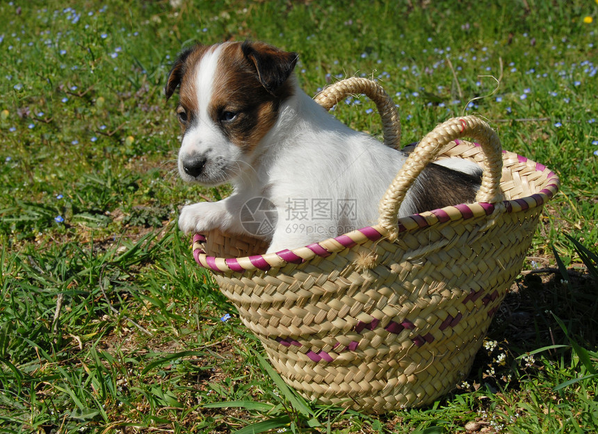 在篮子里的小狗场地动物伴侣婴儿三色犬类宠物图片