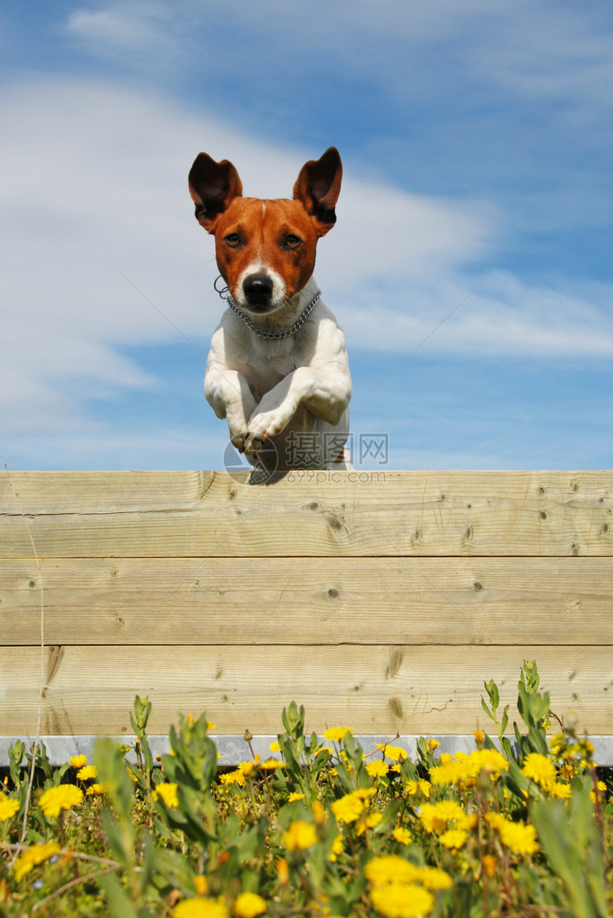 跳跳狗运动动物犬类花朵宠物天空黄色草地跳跃蓝色图片