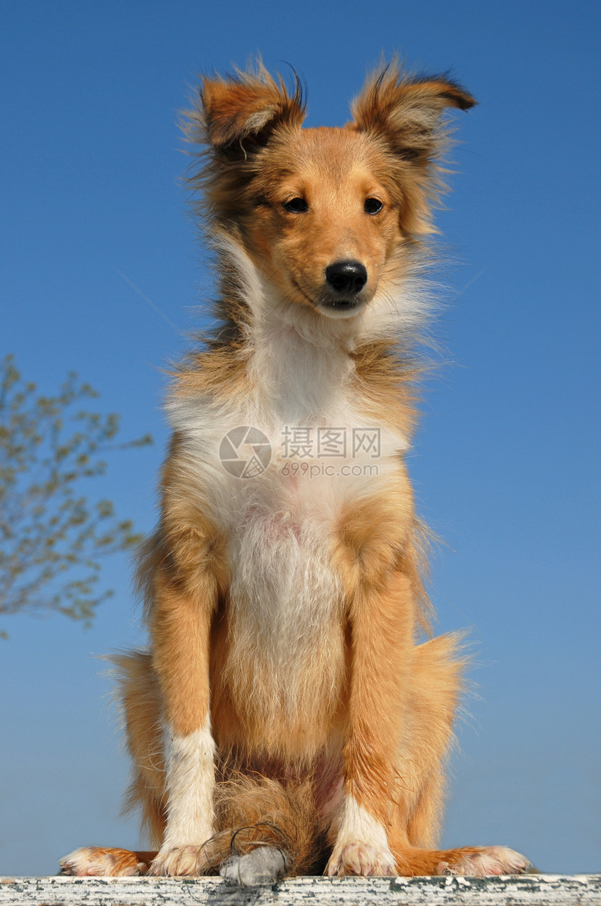 小狗羊犬宠物天空蓝色伴侣牧羊犬动物犬类图片