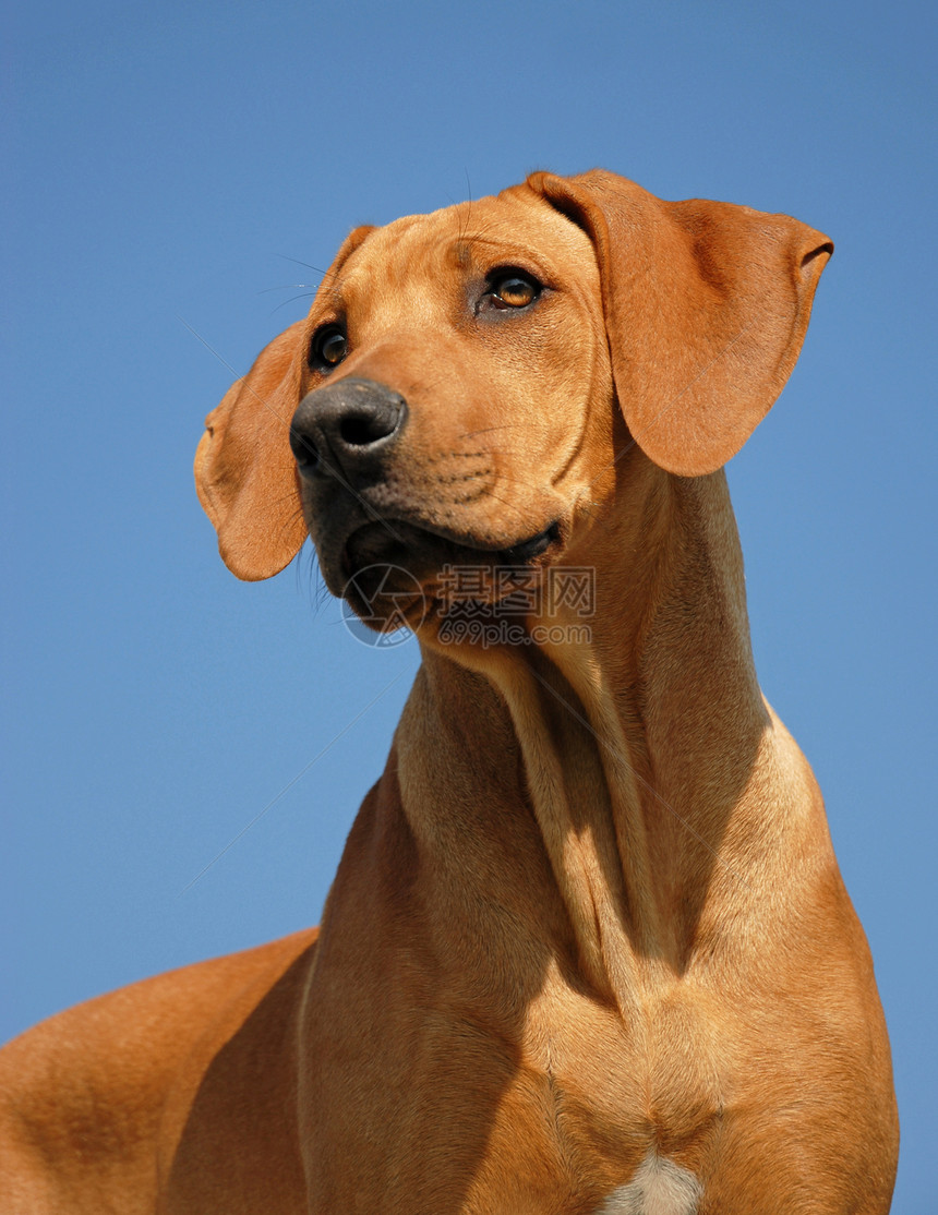 小狗罗得西亚山脊衣领猎狗眼睛棕色动物天空警卫伴侣宠物蓝色图片