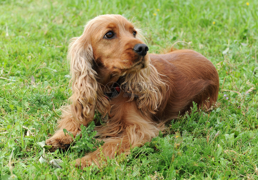 可卡犬犬类宠物棕色英语场地动物猎狗草地伴侣图片