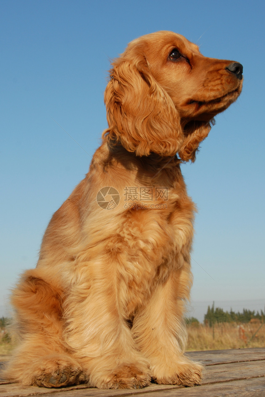 小小狗英式公鸡天空猎犬蓝色婴儿动物棕色犬类宠物图片