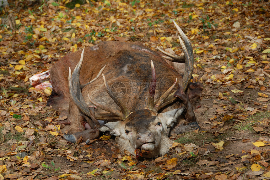 猎狐的鹿鹿肉森林狍子猎人动物鹿角男性图片
