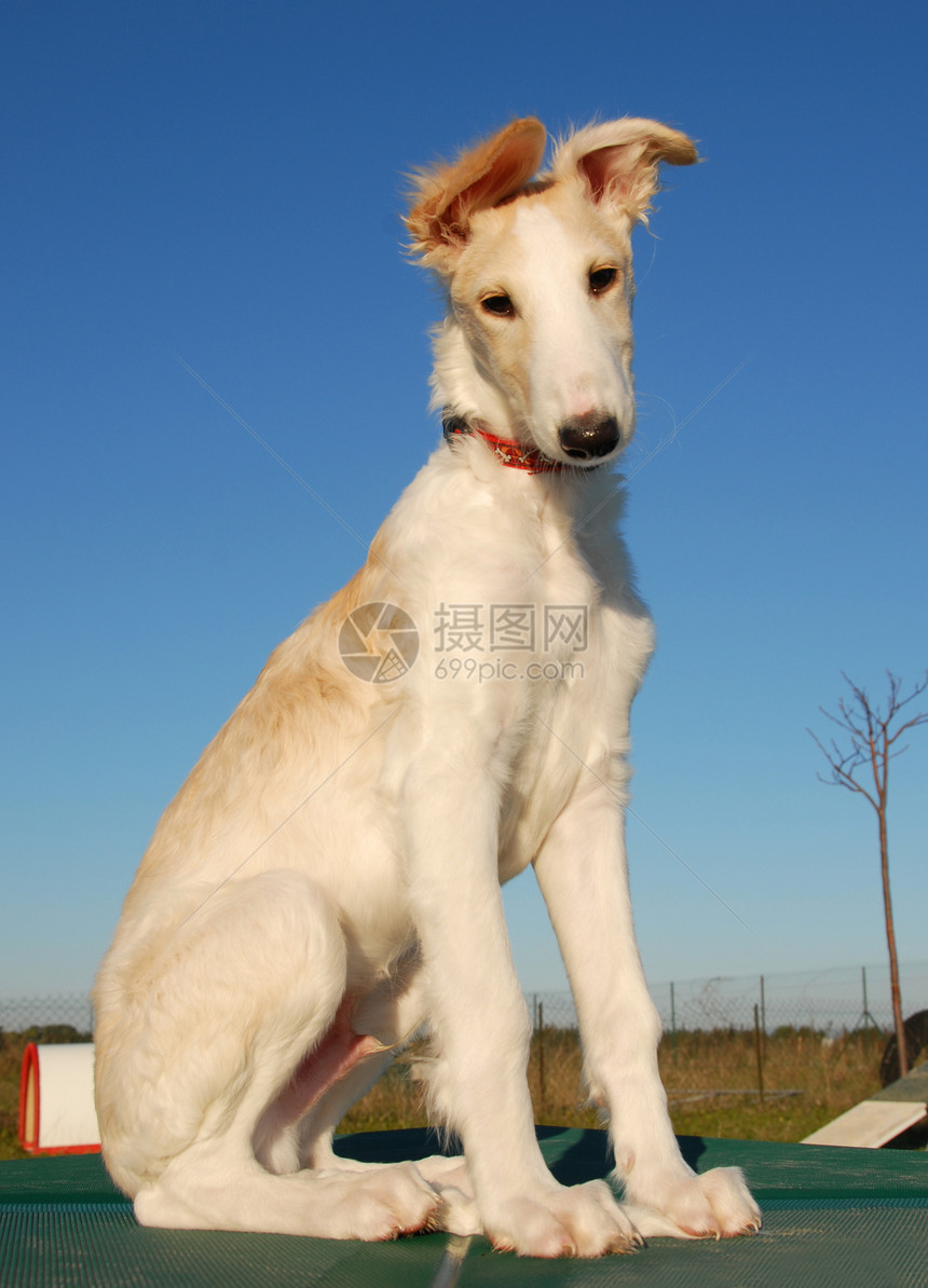 小狗borzoi动物蓝色天空白色宠物男性图片