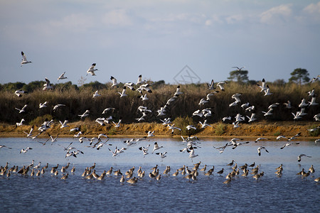耧福尔摩沙鸟群的鸟群野生动物沼泽白色沼泽地航班编队动物翅膀天空团体背景