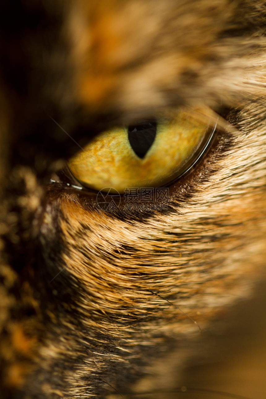 猫眼睛的细细生物灰色动物鸢尾花宏观注意力哺乳动物黑色猫科头发图片