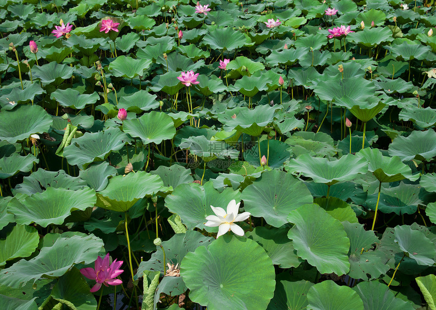 水柱植物园艺睡莲花朵生长花园图片