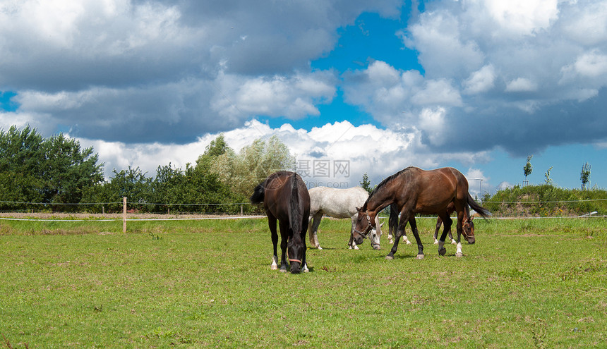 草场上放牧的马匹图片