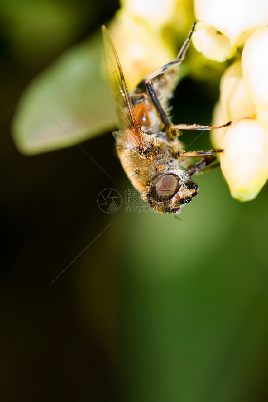 大蜜蜂花粉危险传粉者植物宏观翅膀昆虫动物图片