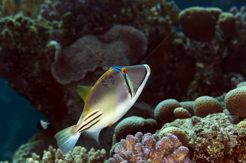 红海的毕加索触发鱼盐水海景情调金鱼学校蓝色海洋荒野珊瑚野生动物图片