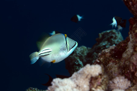 毕加索引金鱼射线野生动物高清图片