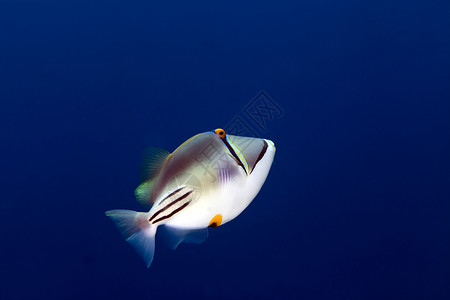 毕加索鱼异国情调硬珊瑚高清图片