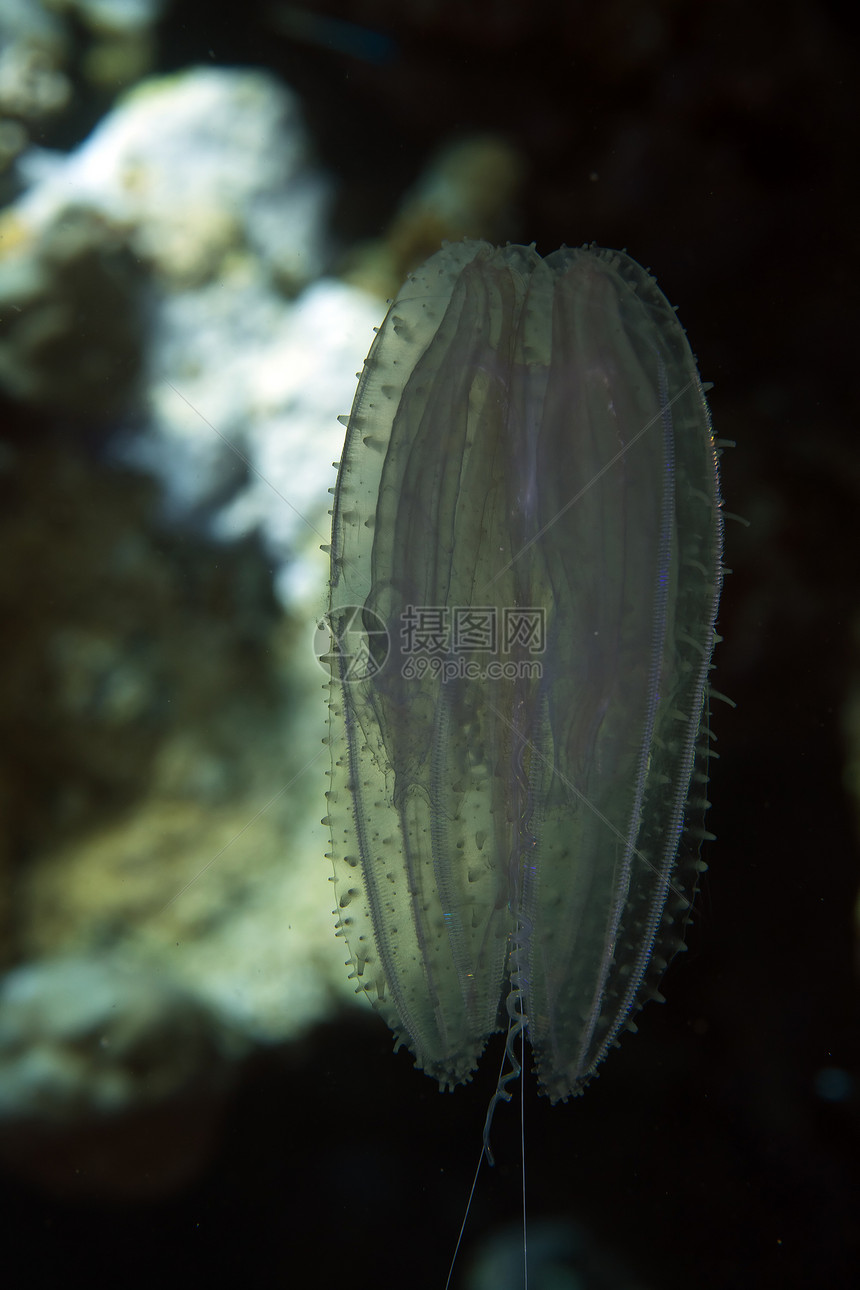 红海的西波诺磷盐水蓝色海蜇海洋野生动物热带太阳红色射线海景图片