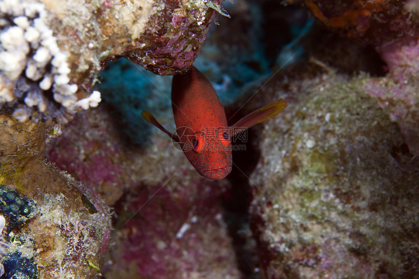 红海的珊瑚遗迹蓝色后肢学校太阳野生动物情调异国射线盐水环境图片