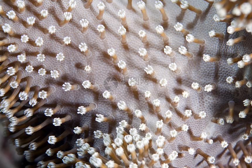 红海皮珊瑚的详情盐水珊瑚野生动物学校皮革荒野热带太阳异国绿色图片