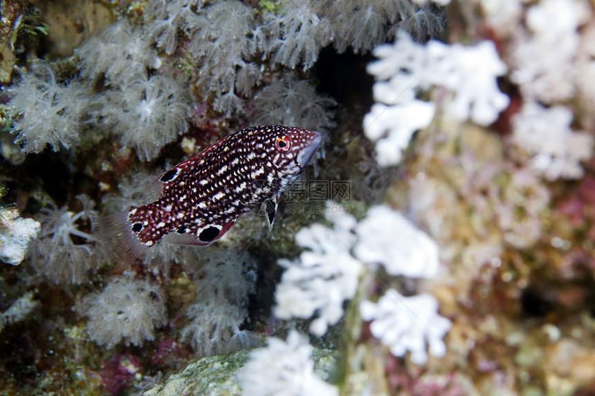 在红海野生动物海洋环境蓝色盐水珊瑚荒野异国学校射线图片