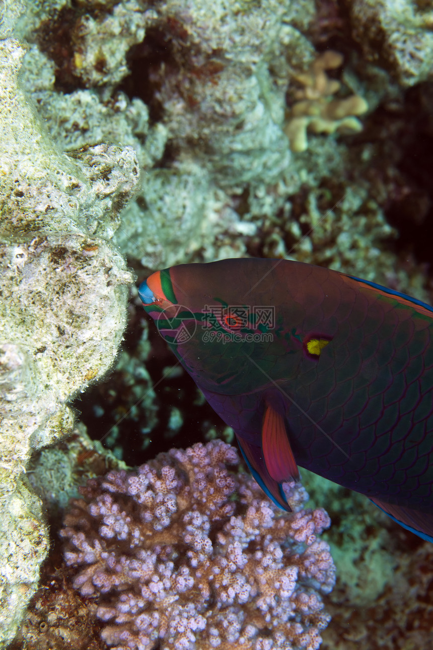 红海的鹦鹉鱼射线红色环境学校绿色热带荒野异国野生动物盐水图片