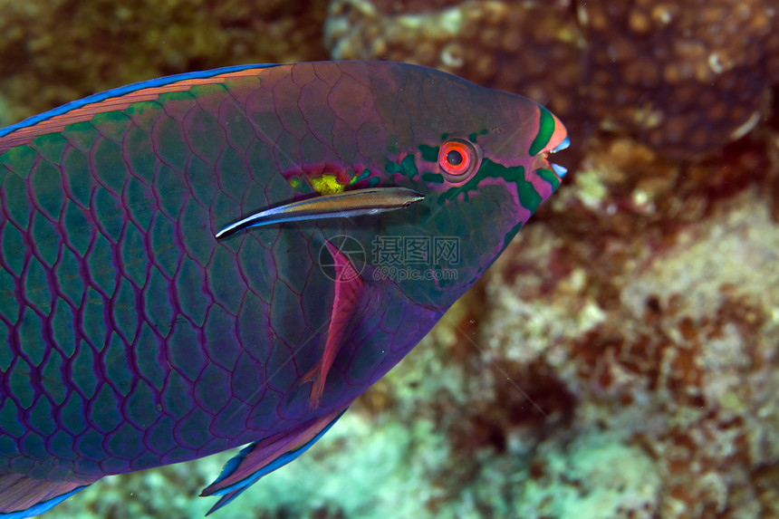 红海的鹦鹉鱼异国海景红色野生动物情调珊瑚学校热带蓝色环境图片
