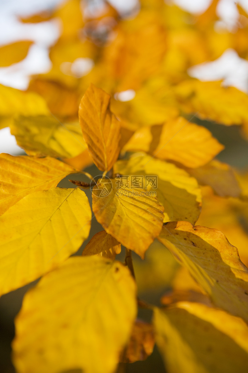 黄黄色叶天空阴影蓝色叶子色彩红色森林枫树植物图片