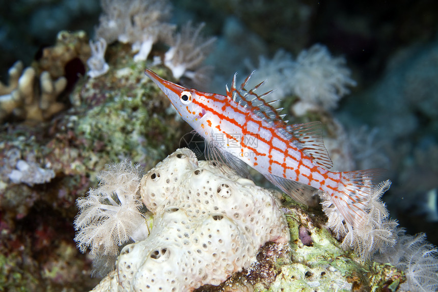 红海的长鼻子鹰鱼野生动物珊瑚荒野情调异国射线蓝色盐水海洋学校图片