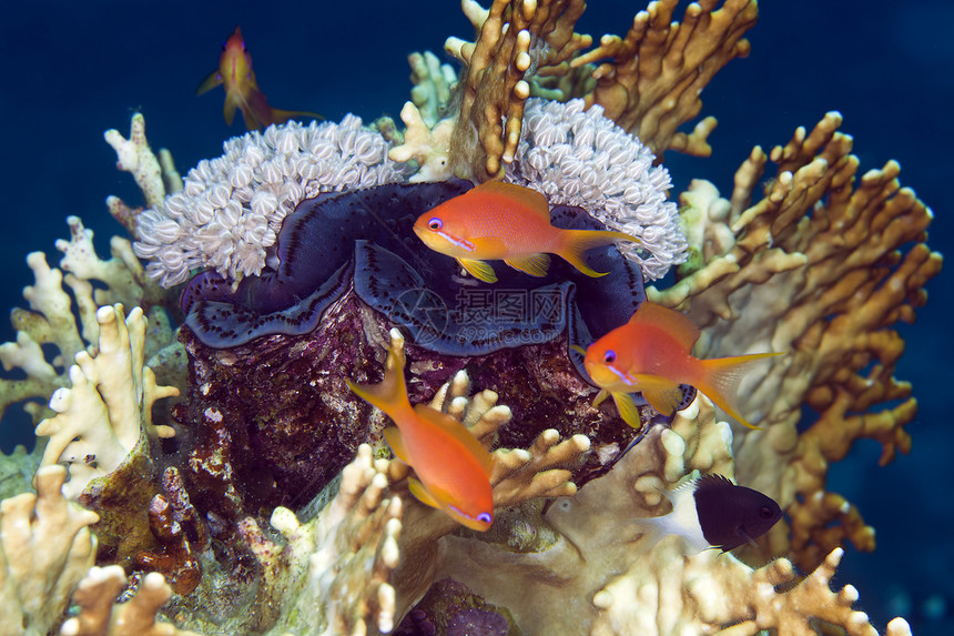 红海的巨型蛤和Anthias图片