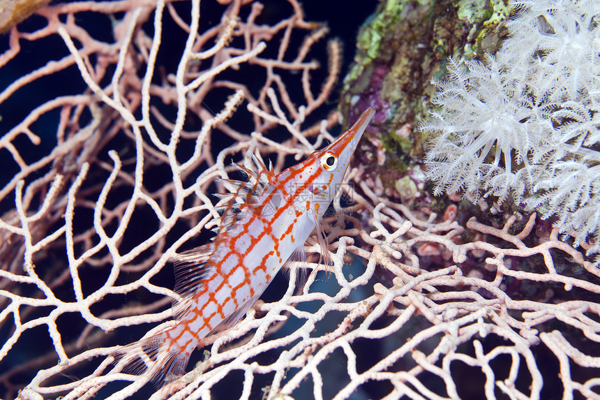 红海的长鼻子鹰鱼热带荒野蓝色学校海景野生动物射线珊瑚盐水情调图片