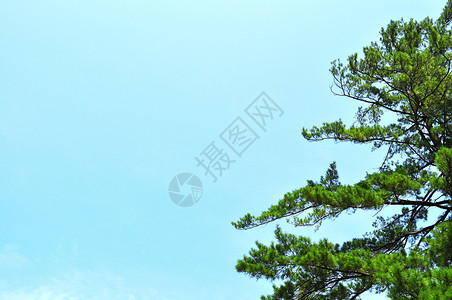 树树和天空背景  右侧背景图片
