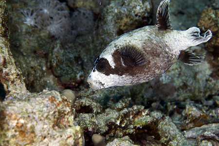 大西洋河豚环境水下高清图片